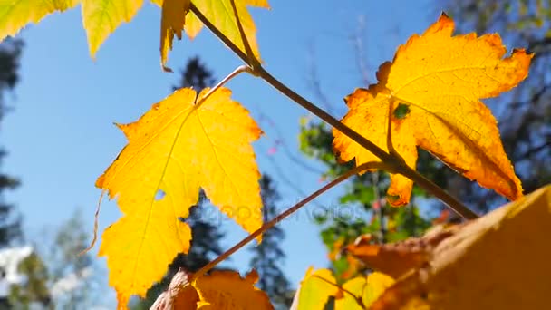 Foglie di autunno colorate — Video Stock