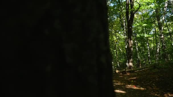 Árbol cercano revela una sombra — Vídeo de stock