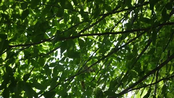 Sol entrando y saliendo a través de los árboles — Vídeo de stock