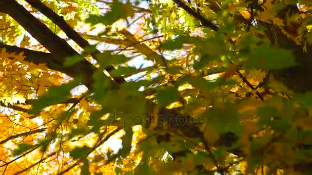 Blick auf einen großen Baum — Stockvideo