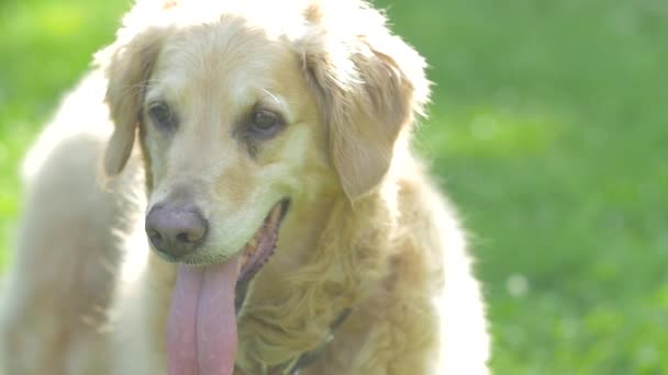 Golden retriever perro — Vídeos de Stock