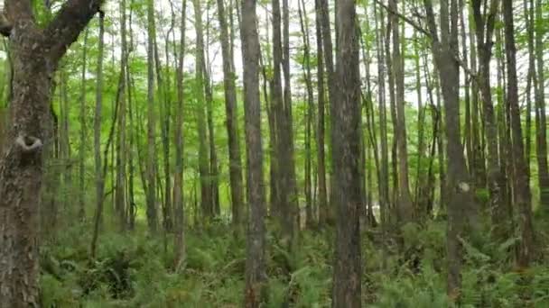 Moverse a lo largo de árboles — Vídeos de Stock