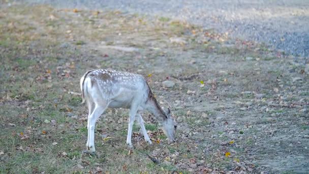 Kleines Damwild — Stockvideo