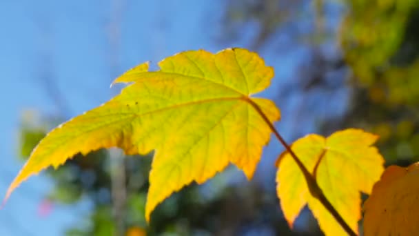 Цветные осенние листья — стоковое видео