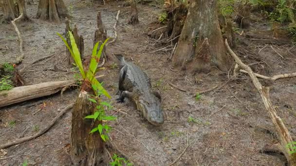 Grand alligator d'eau douce 