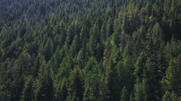 Árvores verdes em uma montanha — Vídeo de Stock