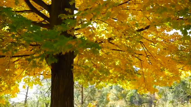 Grande albero con foglie colorate — Video Stock