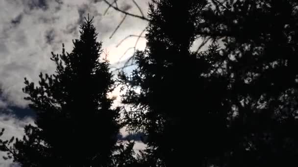 Yaprak dökmeyen ağaçlar silüeti — Stok video