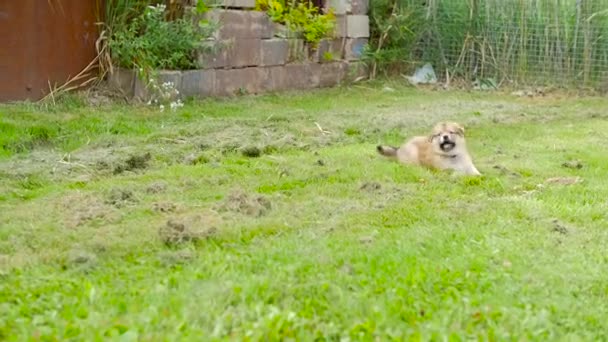 Adorable chiot fatigué — Video