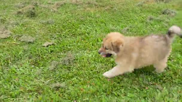 Adorable cachorro perro — Vídeos de Stock