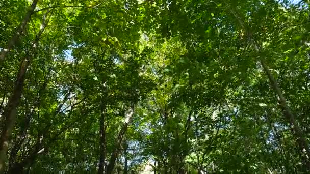 Weids uitzicht langs een pad onder de bomen — Stockvideo