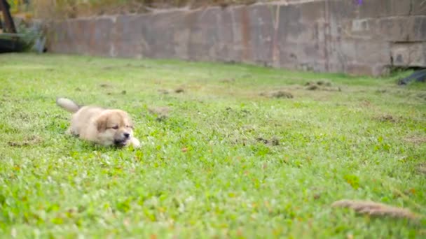 愛らしい子犬犬 — ストック動画