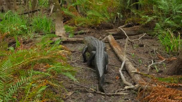 Grand alligator d'eau douce — Video