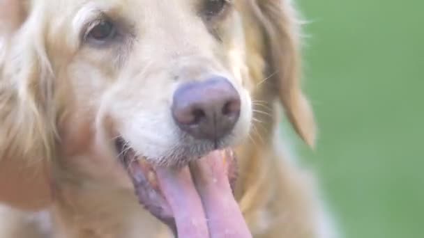 Golden retriever perro — Vídeos de Stock