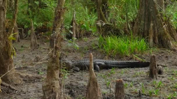 Alligator d'eau douce — Video