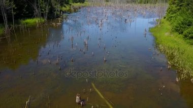 Bir ormanın ortasında gölet 