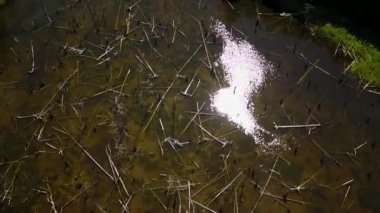 Büyük yeşil orman