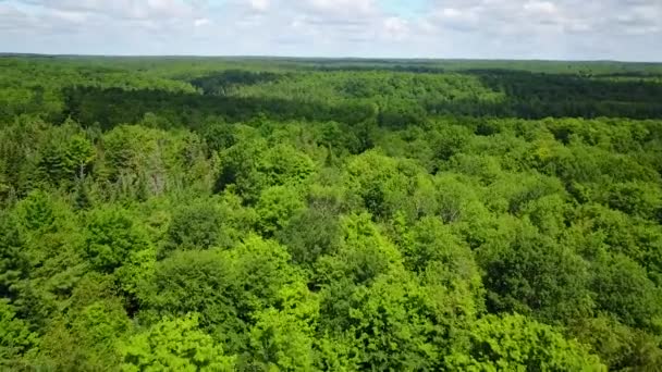 Bosque verde grande — Vídeo de stock