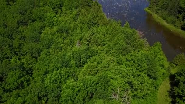 Bosque verde grande — Vídeo de stock