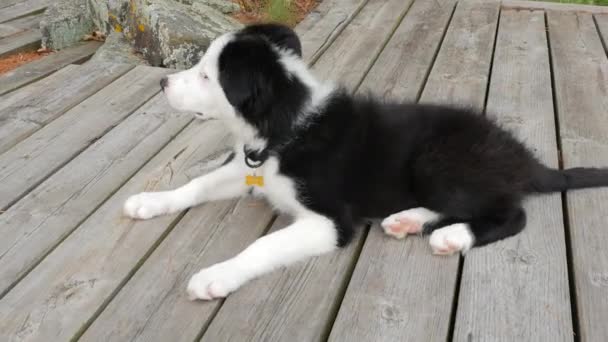 Adorable Frontera Collie Puppy — Vídeos de Stock