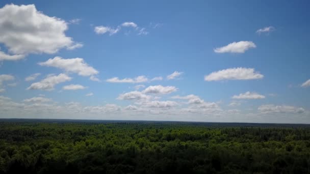 Bosque verde grande — Vídeo de stock