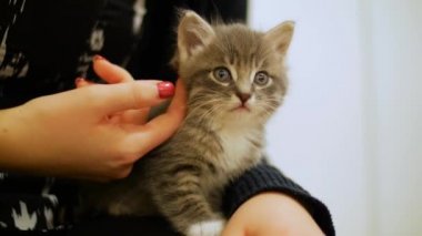 Küçük şirin kedi yavrusu