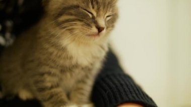 Küçük şirin kedi yavrusu