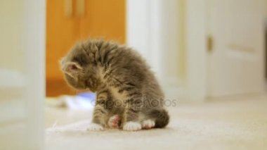 Küçük şirin kedi yavrusu