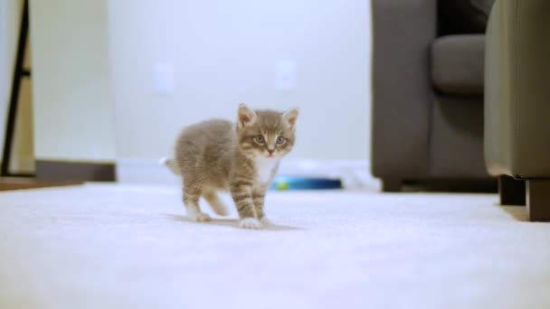 Pequeño lindo gatito — Vídeo de stock