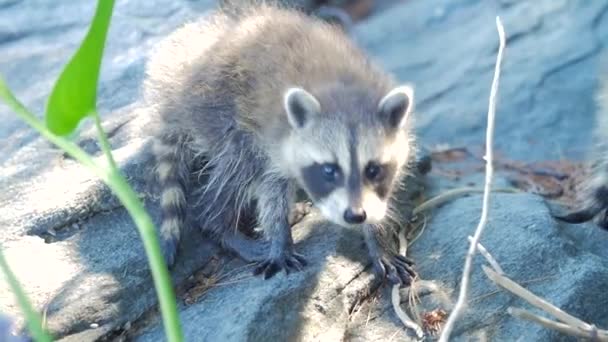 Schattige Baby wasbeer — Stockvideo