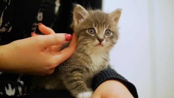 Tiny Cute Kitten — Stock Video