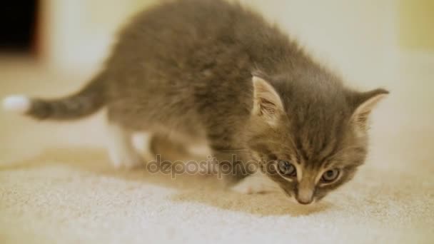 Piccolo gattino carino — Video Stock