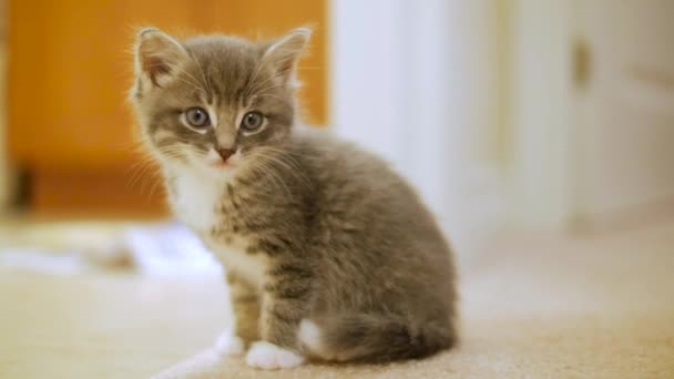 Małe słodkie Kitten — Wideo stockowe