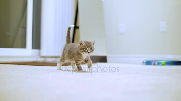 Minuscule chaton mignon 