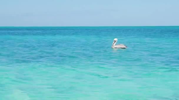 Pássaro pelicano flutuando na água tropical — Vídeo de Stock