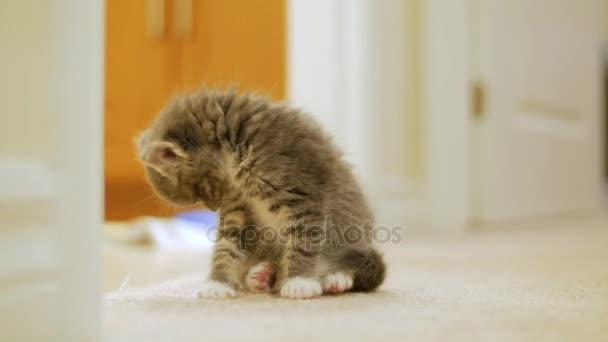 小小的可爱小猫 — 图库视频影像
