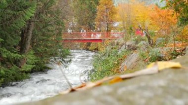 Aşağı akım akan su Rapids 