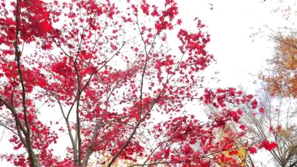 Krásné červené listy — Stock video