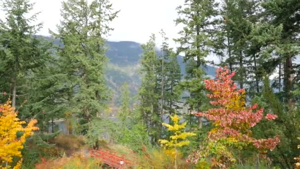 British Columbia δάσος το φθινόπωρο — Αρχείο Βίντεο
