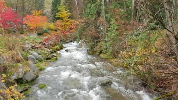 Stromschnellen, die flussabwärts fließen — Stockvideo