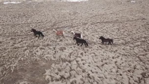 Widok Lotu Ptaka Islandzki Koni Chodzą Ciągu Dnia Zimą Islandii — Wideo stockowe