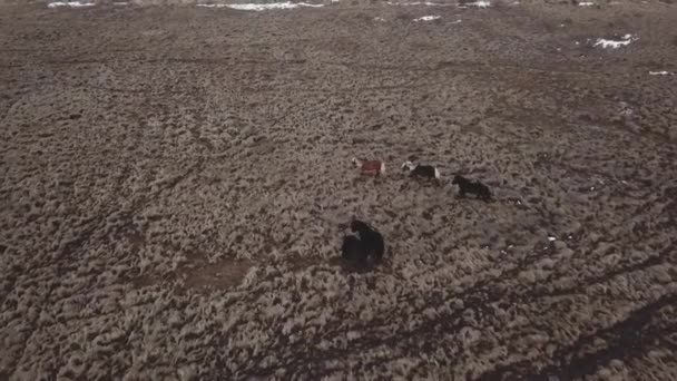 Vue Aérienne De Chevaux Islandais Marchant En Journée, Hiver En Islande 