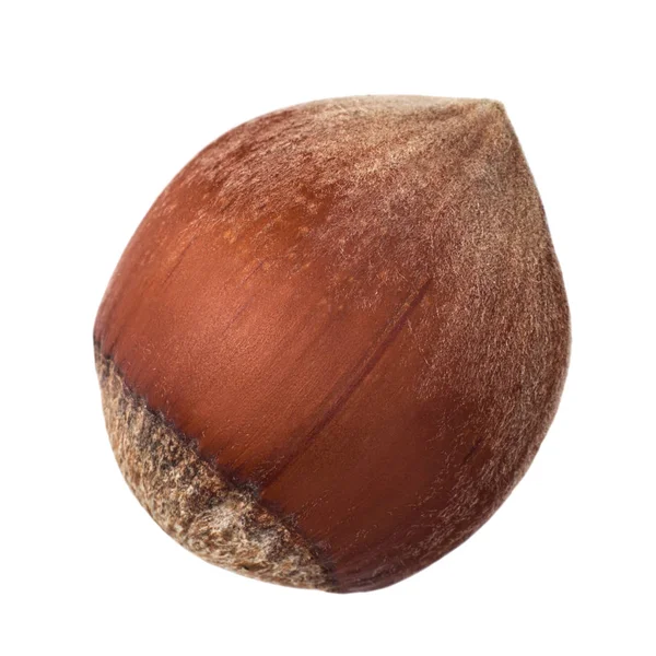 Ізольований горіх з лісового горіха на білому тлі — стокове фото