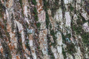 yosun ile eski ağaç kabuğu arka plan doku