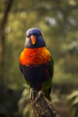 Gökkuşağı Lori dikkatle izliyor.