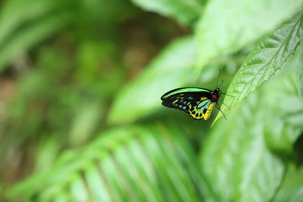 Mariposa Descansando en Fernery . — Foto de Stock