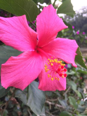 Parlak tropikal çiçek