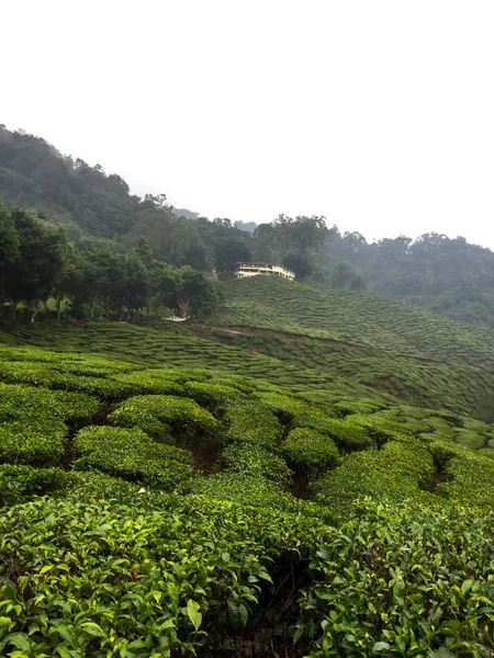 Tea fields in fog — Stock Photo, Image