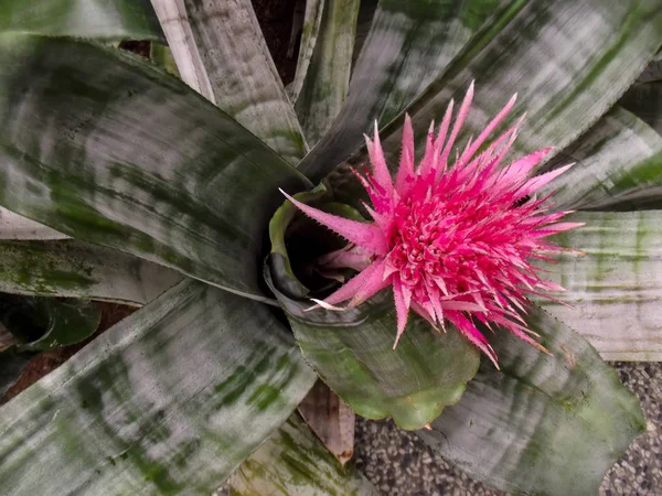 Bright tropical flowers — Stock Photo, Image