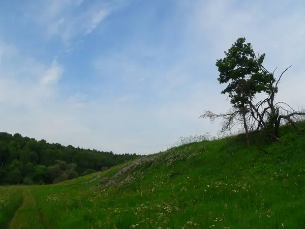 Campo estivo in russia — Foto Stock